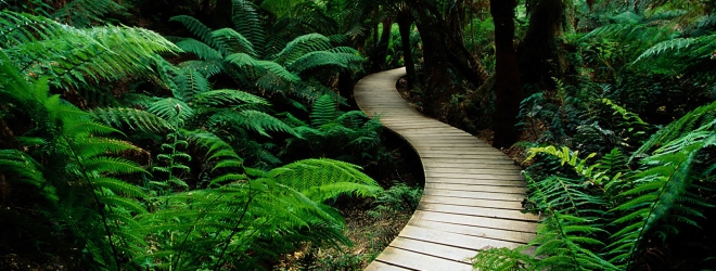nature-wallpaper.jpeg